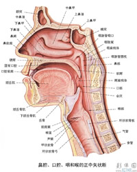 鼻腔、口腔、咽和喉的正中矢状切面 - 解剖图片